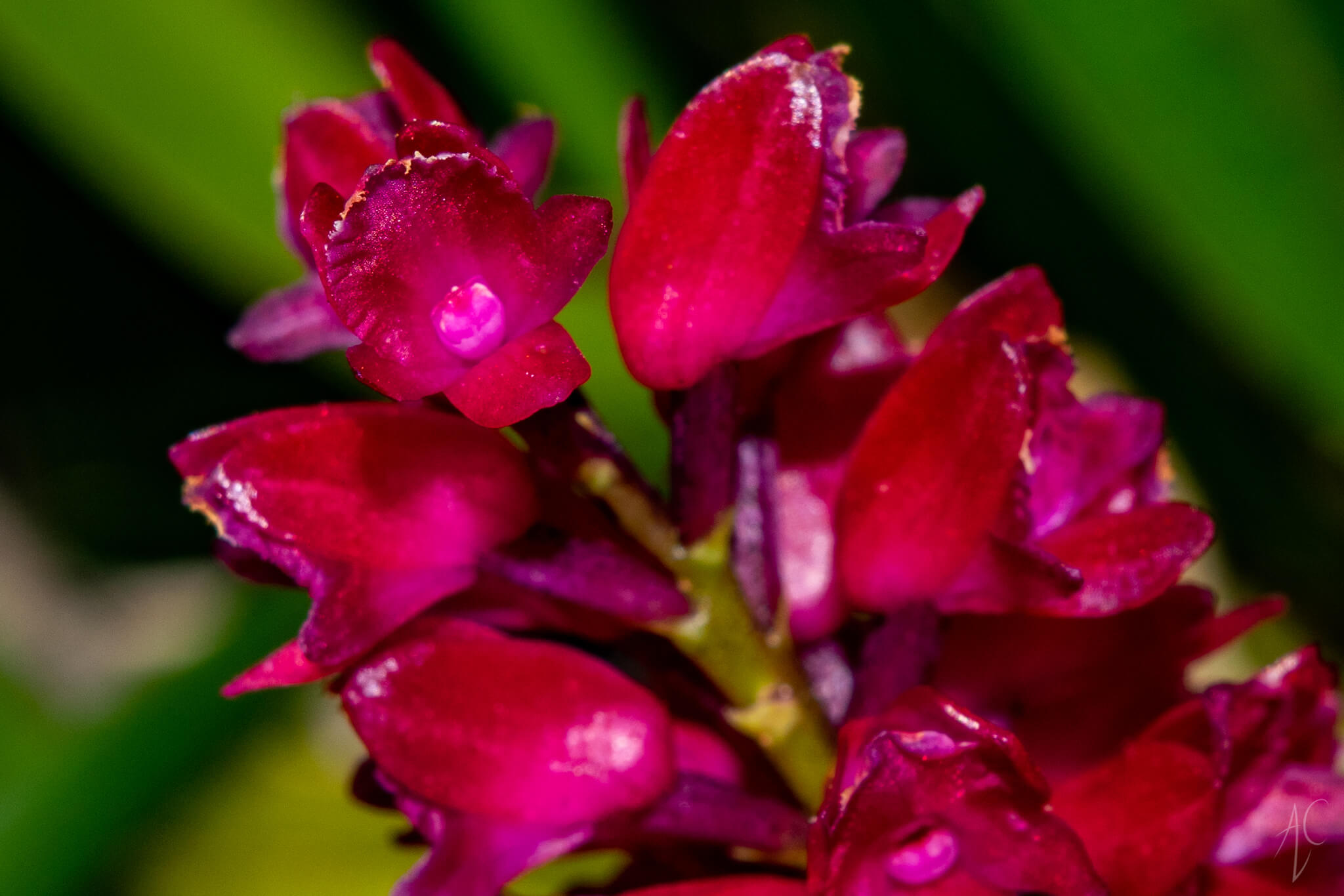 Arpophyllum alpinum